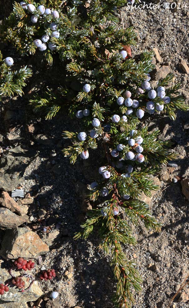 Berries and foliage of Common Juniper: Juniperus communis var. saxatilis (Synonyms: Juniperus alpina, Juniperus communis ssp. alpina, Juniperus communis ssp. jackii, Juniperus communis ssp. montana, Juniperus communis ssp. nana, Juniperus communis ssp. saxatilis, Juniperus communis var. alpina, Juniperus communis var. jackii, Juniperus communis var. montana, Juniperus communis var. sibirica, Juniperus nana, Juniperus sibirica)