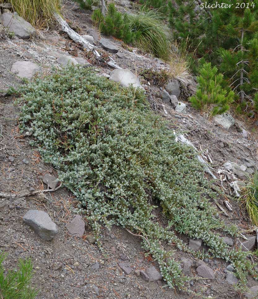 Common Juniper: Juniperus communis var. saxatilis (Synonyms: Juniperus alpina, Juniperus communis ssp. alpina, Juniperus communis ssp. jackii, Juniperus communis ssp. montana, Juniperus communis ssp. nana, Juniperus communis ssp. saxatilis, Juniperus communis var. alpina, Juniperus communis var. jackii, Juniperus communis var. montana, Juniperus communis var. sibirica, Juniperus nana, Juniperus sibirica)