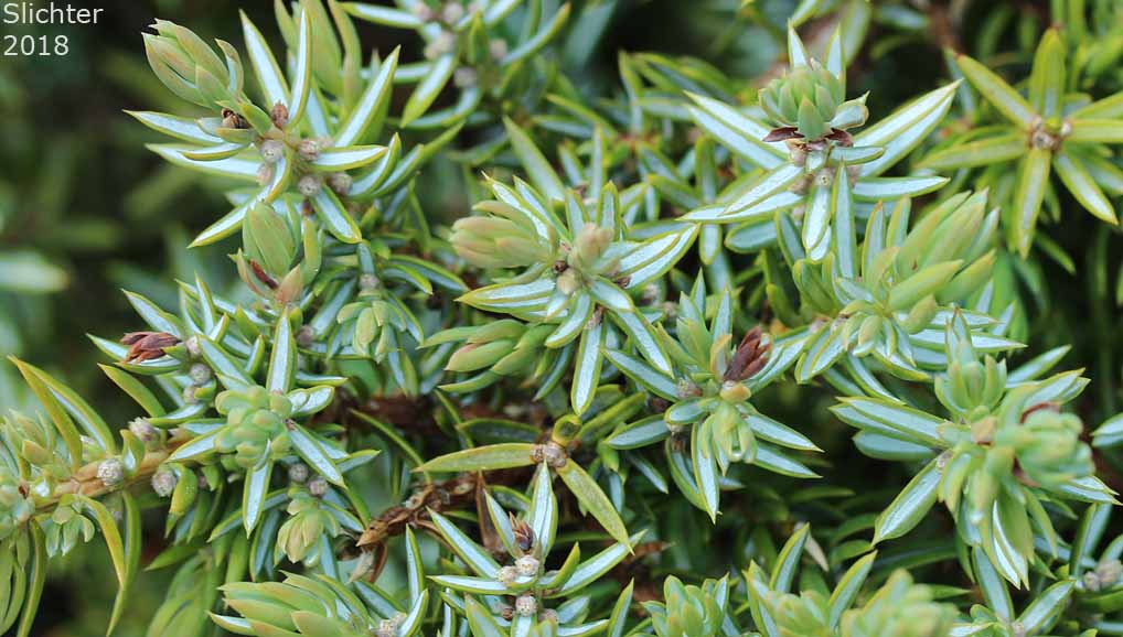 Common Juniper: Juniperus communis var. depressa
