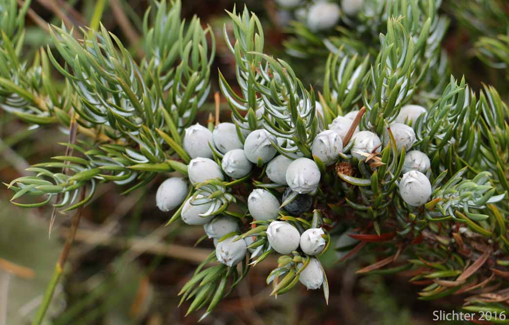 Common Juniper: Juniperus communis var. saxatilis (Synonyms: Juniperus alpina, Juniperus communis ssp. alpina, Juniperus communis ssp. jackii, Juniperus communis ssp. montana, Juniperus communis ssp. nana, Juniperus communis ssp. saxatilis, Juniperus communis var. alpina, Juniperus communis var. jackii, Juniperus communis var. montana, Juniperus communis var. sibirica, Juniperus nana, Juniperus sibirica)