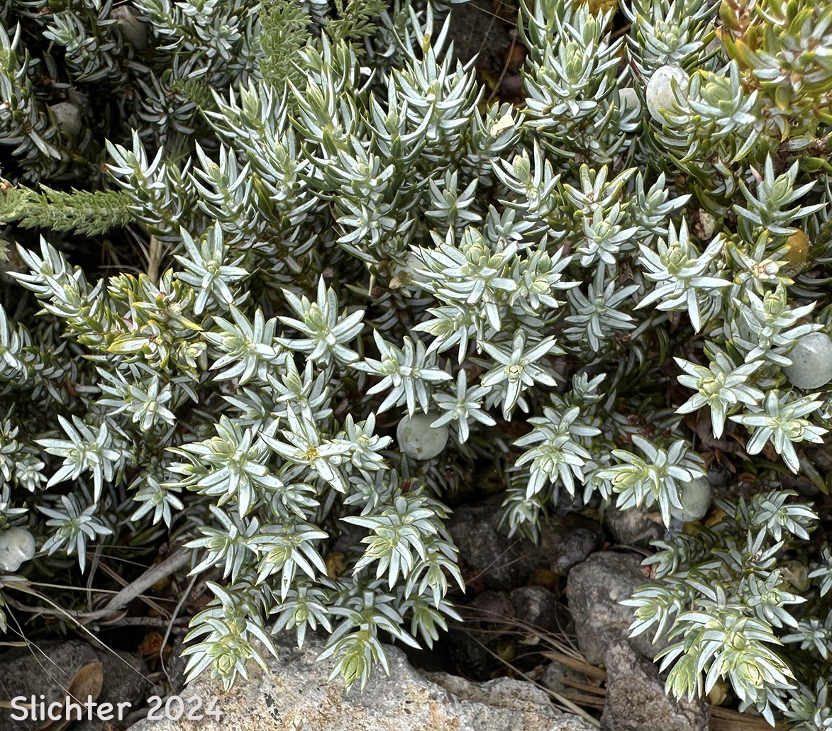 Jack's Juniper: Juniperus communis var. jackii (Synonym: Juniperus jackii)