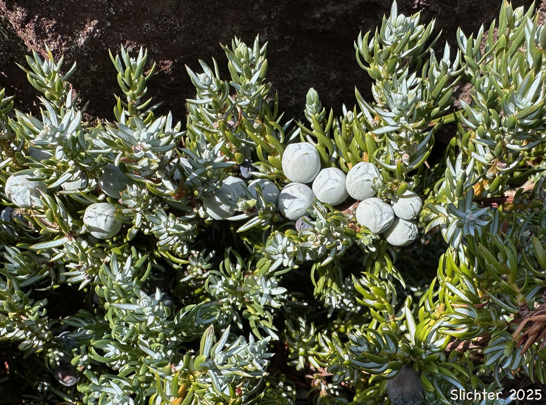 Fruits of ack's Juniper: Juniperus communis var. jackii (Synonym: Juniperus jackii)