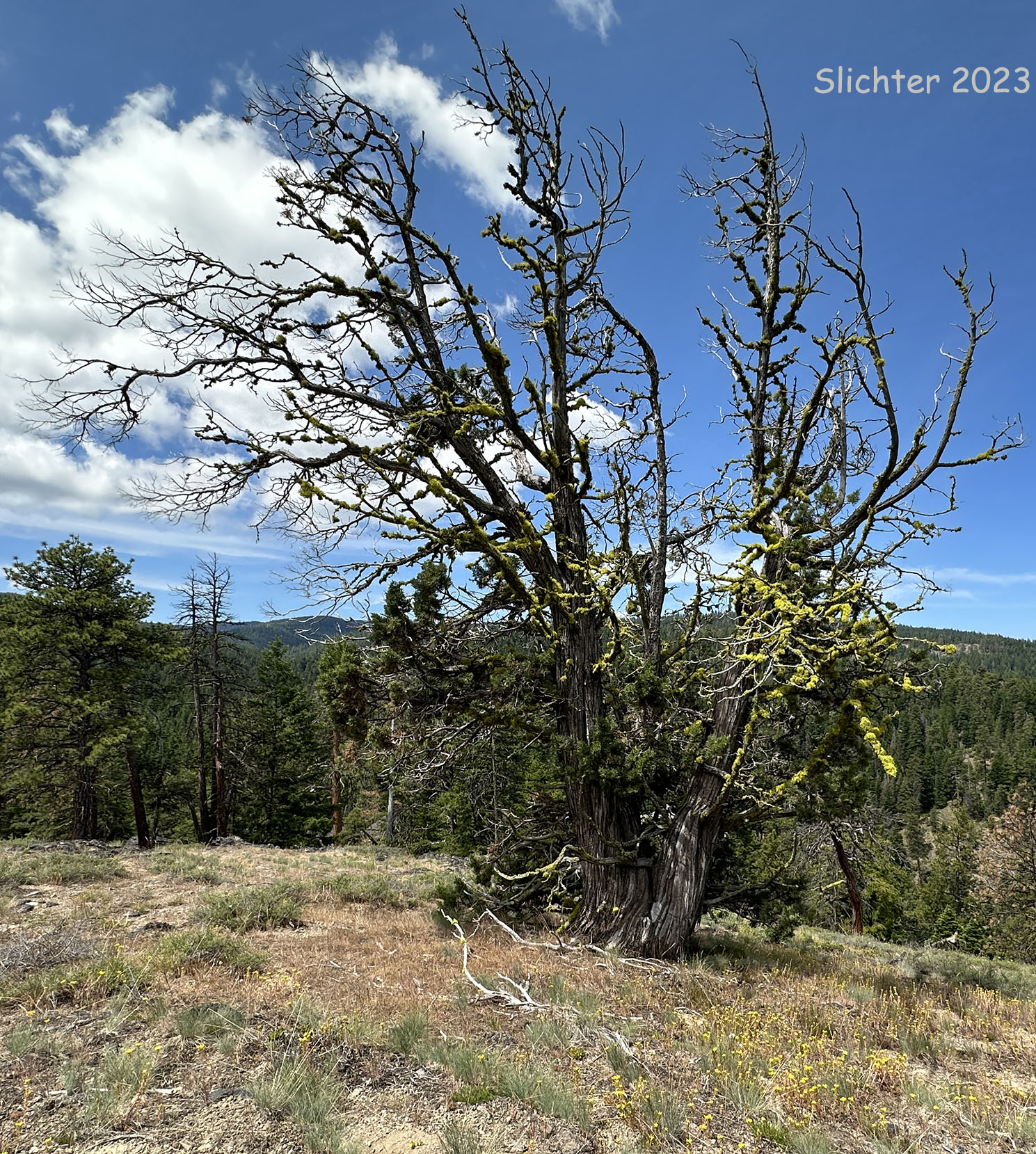 Western Juniper: Juniperus occidentalis var. occidentalis (Synonyms: Juniperus californica var. siskiyouensis, Sabina occidentalis)