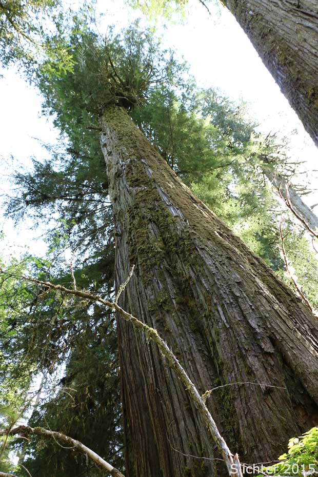Western Redcedar, Western Red Cedar, Canoe Cedar: Thuja plicata