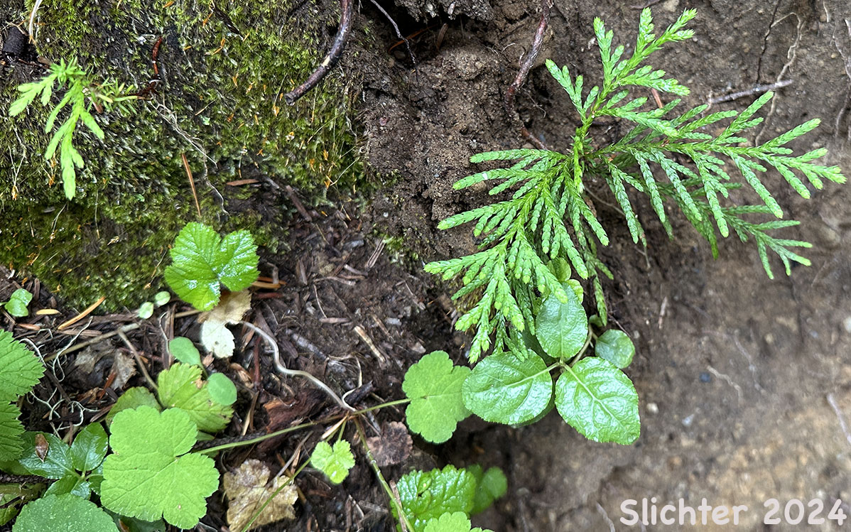 Young seedlings of Western Redcedar, Western Red Cedar, Canoe Cedar: Thuja plicata
