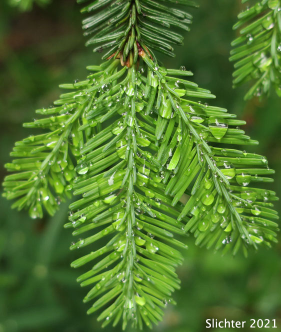 Amabilis Fir, Cascade Fir, Lovely Fir, Pacific Silver Fir, Silver Fir: Abies amabilis