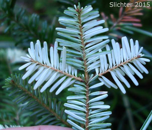 Amabilis Fir, Cascade Fir, Lovely Fir, Pacific Silver Fir, Silver Fir: Abies amabilis