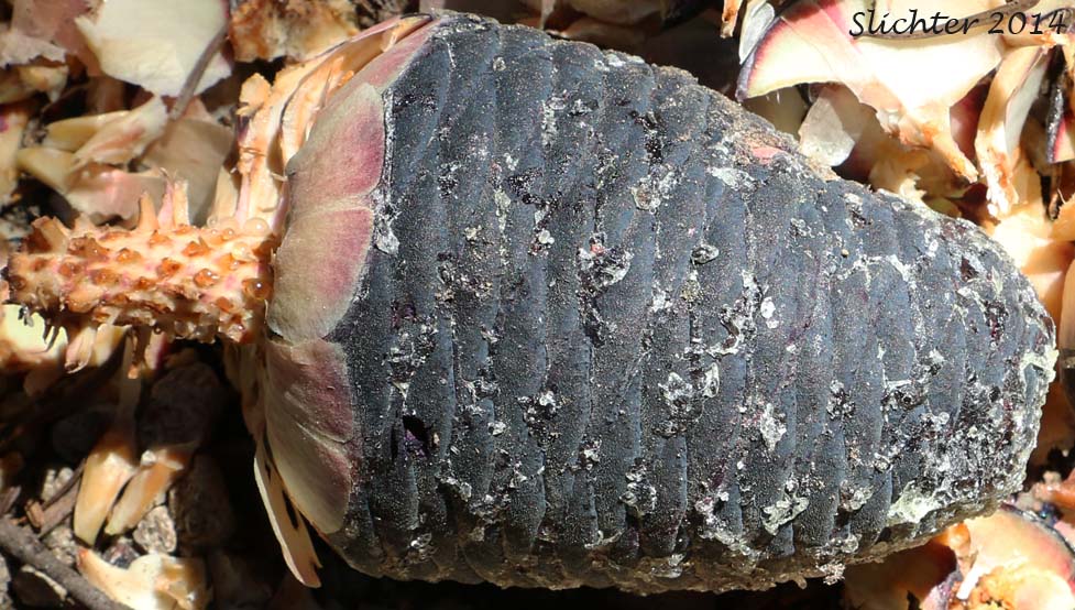 Cone of Amabilis Fir, Cascade Fir, Lovely Fir, Pacific Silver Fir, Silver Fir: Abies amabilis