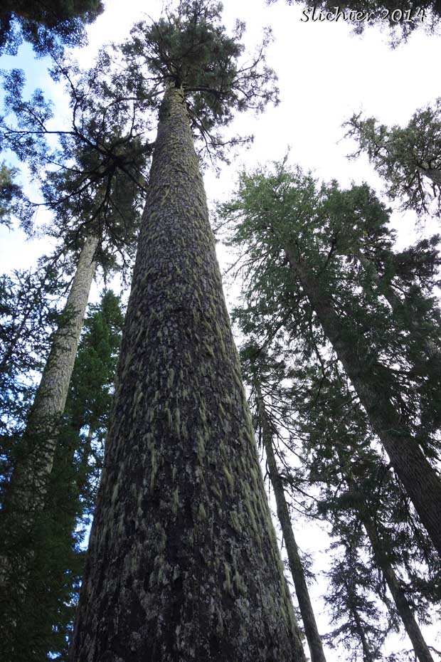 Amabilis Fir, Cascade Fir, Lovely Fir, Pacific Silver Fir, Silver Fir: Abies amabilis