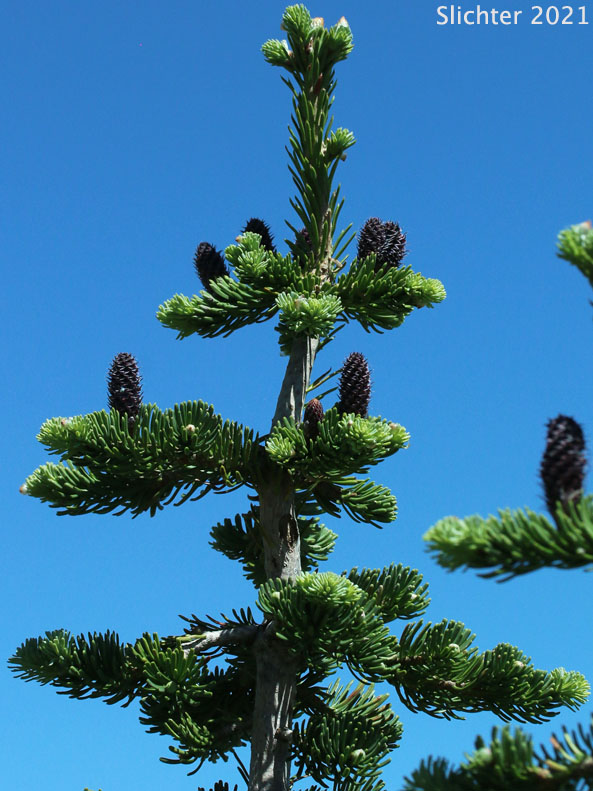 Alpine Fir, Balsam Fir, Subalpine Fir, White Balsam Fir: Abies lasiocarpa var. lasiocarpa (Synonyms: Abies blasamea ssp. lasiocarpa, Abies balsamea var. fallax, Abies bifolia, Abies subalpina, Pinus lasiocarpa)