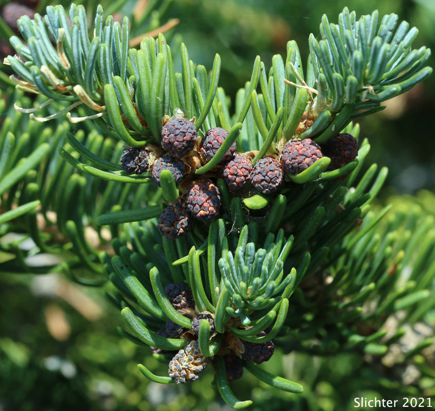 Pollen cones of Alpine Fir, Balsam Fir, Subalpine Fir, White Balsam Fir: Abies lasiocarpa var. lasiocarpa (Synonyms: Abies blasamea ssp. lasiocarpa, Abies balsamea var. fallax, Abies bifolia, Abies subalpina, Pinus lasiocarpa)