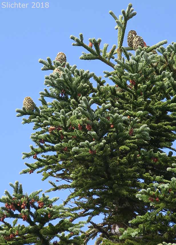 Alpine Fir, Balsam Fir, Subalpine Fir, White Balsam Fir: Abies lasiocarpa var. lasiocarpa (Synonyms: Abies blasamea ssp. lasiocarpa, Abies balsamea var. fallax, Abies bifolia, Abies subalpina, Pinus lasiocarpa)