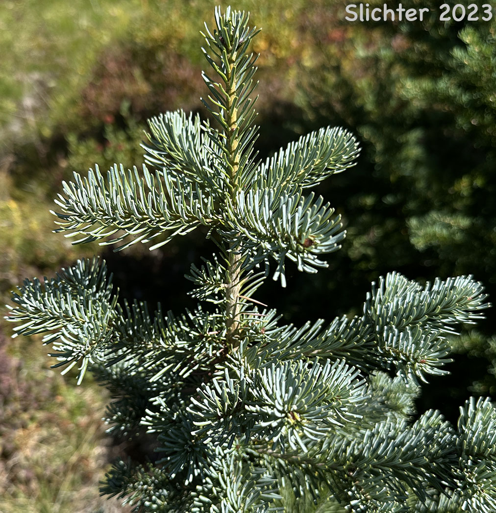 Top of a young Alpine Fir, Balsam Fir, Subalpine Fir, White Balsam Fir: Abies lasiocarpa var. lasiocarpa (Synonyms: Abies blasamea ssp. lasiocarpa, Abies balsamea var. fallax, Abies bifolia, Abies subalpina, Pinus lasiocarpa)