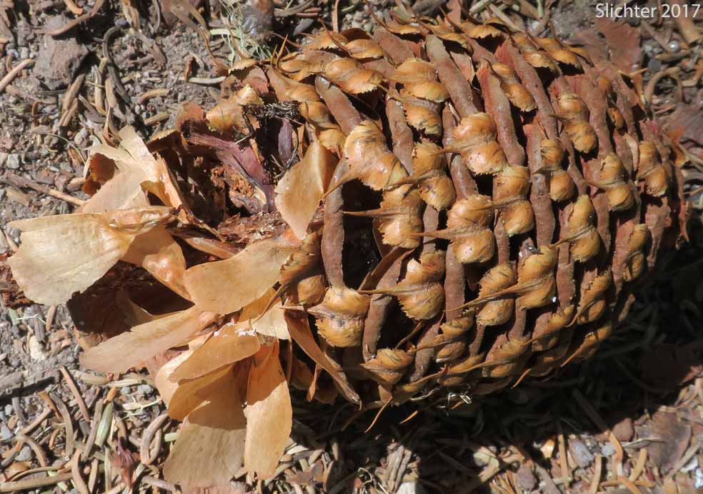 Noble Fir, Red Fir, White Fir: Abies procera (Synonym: Abies nobilis)