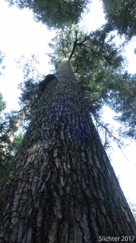 Noble Fir, Red Fir, White Fir: Abies procera (Synonym: Abies nobilis)