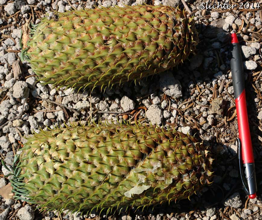Cones of Noble Fir, Red Fir, White Fir: Abies procera (Synonym: Abies nobilis)
