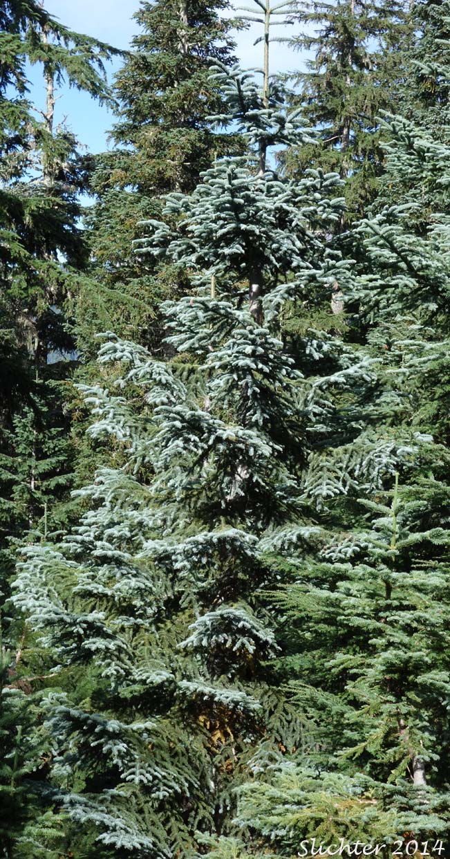 Noble Fir, Red Fir, White Fir: Abies procera (Synonym: Abies nobilis)