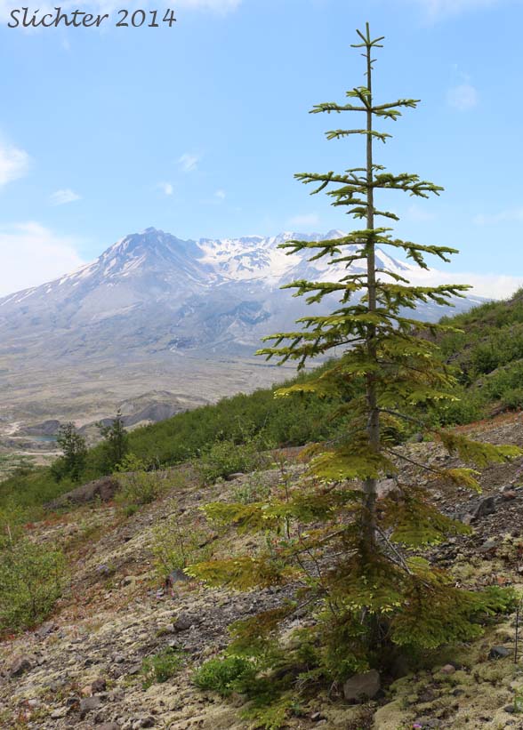 Noble Fir, Red Fir, White Fir: Abies procera (Synonym: Abies nobilis)
