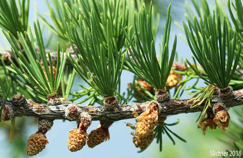 Pollen cones and needle bundles of Subalpine Larch: Larix lyallii