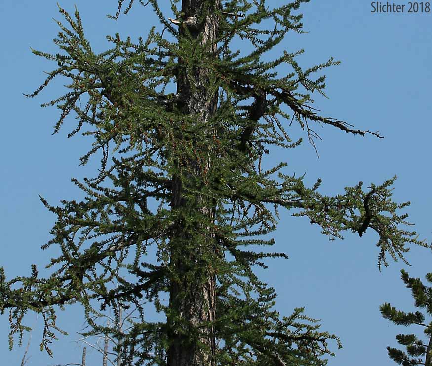 Subalpine Larch: Larix lyallii