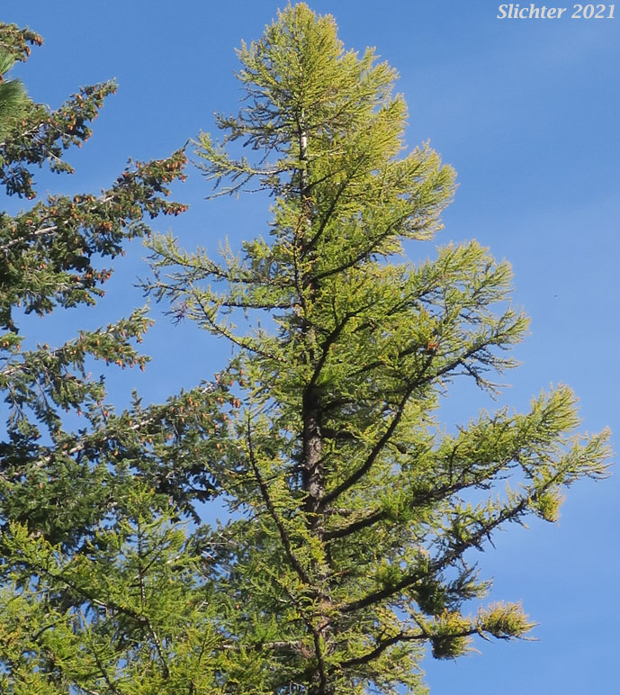 Alpine Larch, Hackmatack, Lyall's Larch, Montana Larch, Mountain Larch, Subalpine Larch, Tamarack, Western Larch: Larix occidentalis (Synonym: Larix lyallii)