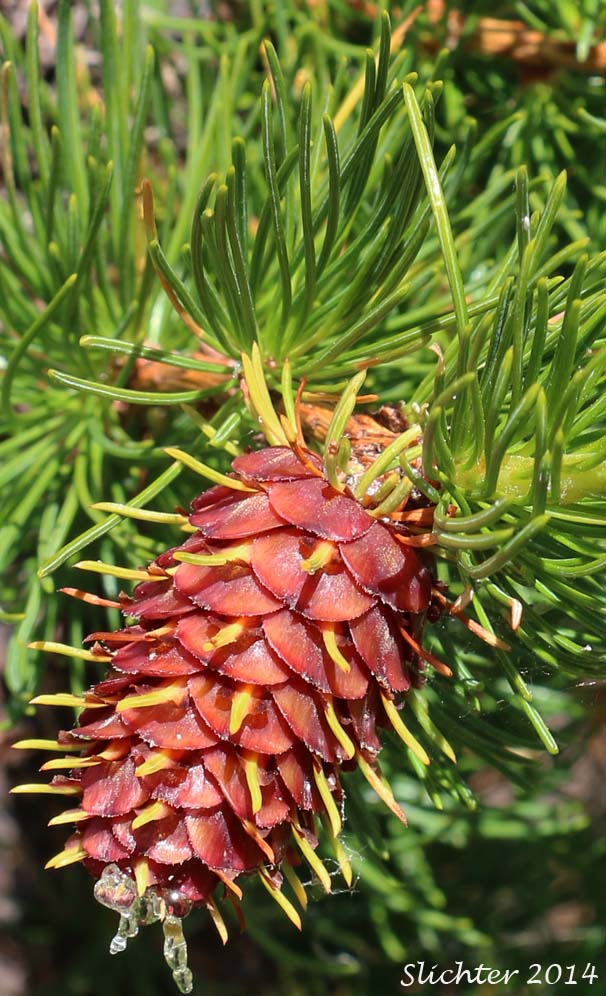 Female cone of Alpine Larch, Hackmatack, Lyall's Larch, Montana Larch, Mountain Larch, Subalpine Larch, Tamarack, Western Larch: Larix occidentalis (Synonym: Larix lyallii)