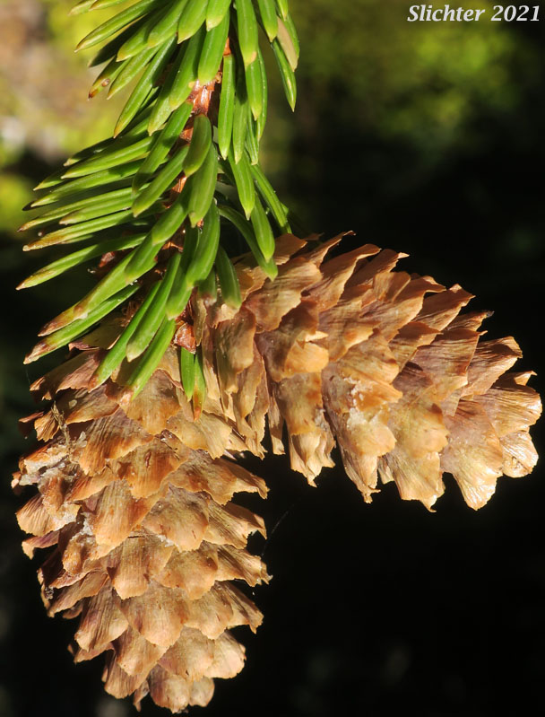 Female cones of Engelmann Spruce: Picea engelmannii (Synonyms: Picea engelmannii var. engelmannii, Picea engelmannii ssp. engelmannii, Picea engelmannii var. glabra, Picea glauca ssp. engelmannii, Picea glauca var. engelmannii)