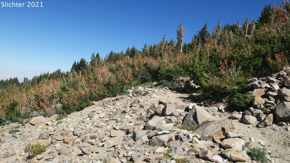 Whitebark Pine: Pinus albicaulis (Synonym: Apinus albicaulis)