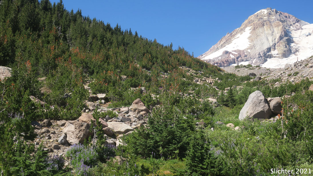Whitebark Pine: Pinus albicaulis (Synonym: Apinus albicaulis)