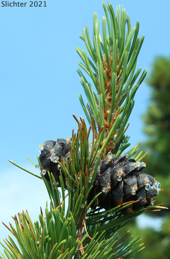 Whitebark Pine, White-bark Pine: Pinus albicaulis (Synonym: Apinus albicaulis)