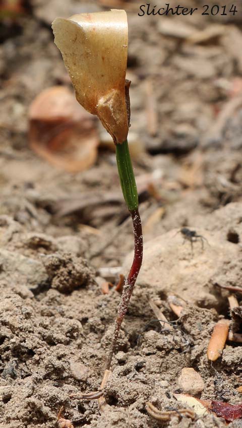 Seedling of Whitebark Pine: Pinus albicaulis (Synonym: Apinus albicaulis)