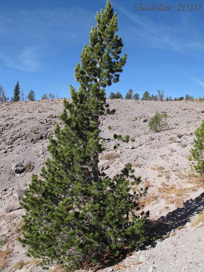 Whitebark Pine, White-bark Pine: Pinus albicaulis (Synonym: Apinus albicaulis)