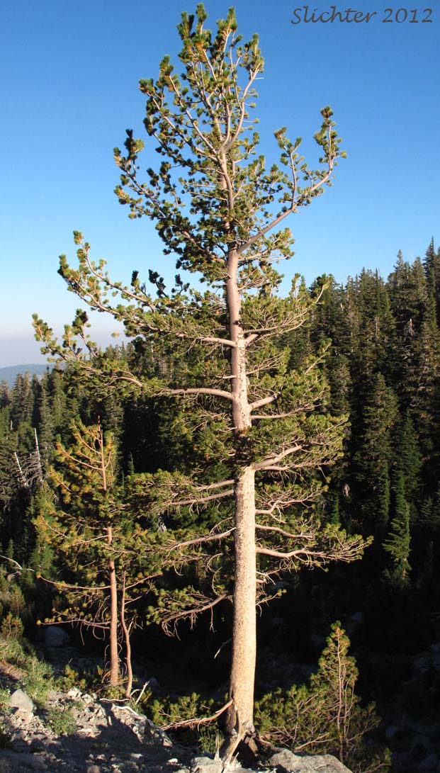Whitebark Pine, White-bark Pine: Pinus albicaulis (Synonym: Apinus albicaulis)