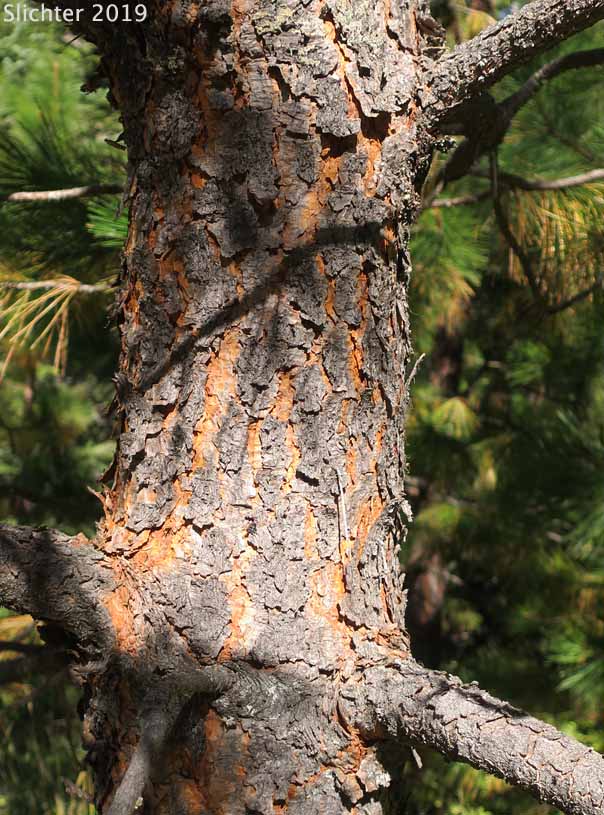 Bark of Bentham's Ponderosa Pine: Pinus ponderosa var. benthamiana (Synonyms: Pinus ponderosa var. pacifica, Pinus ponderosa var. ponderosa)