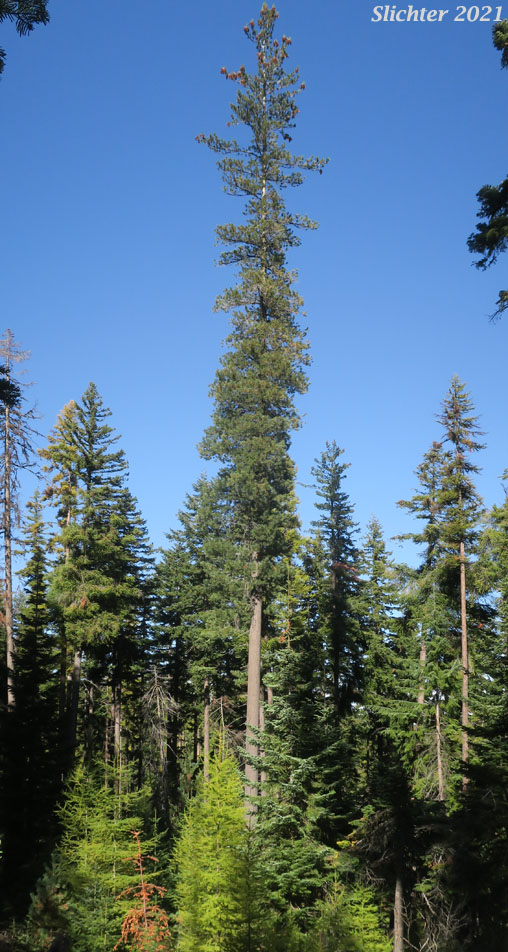 Western White Pine, Mountain White Pine: Pinus monticola (Synonm: Pinus strobus var. monticola, Strobus monticola)