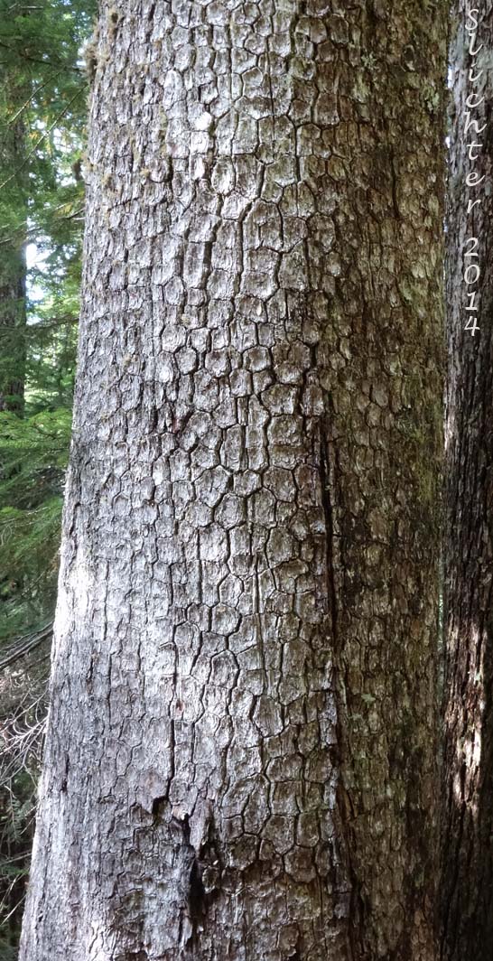Western White Pine, Mountain White Pine: Pinus monticola (Synonm: Pinus strobus var. monticola, Strobus monticola)