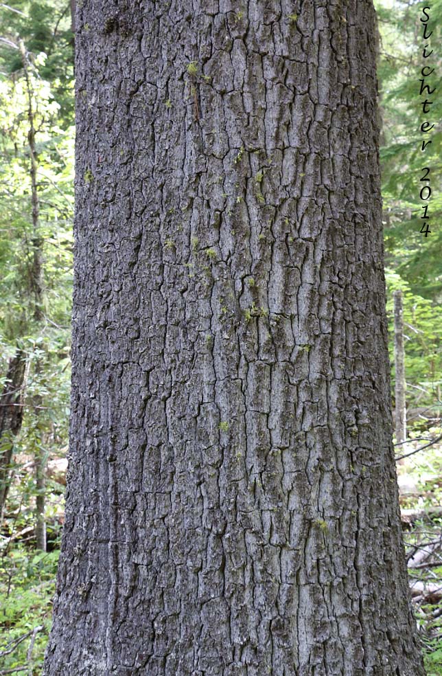 Western White Pine, Mountain White Pine: Pinus monticola (Synonm: Pinus strobus var. monticola, Strobus monticola)