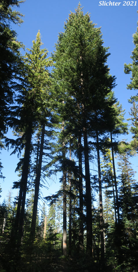 Coast Douglas Fir, Douglas Fir: Pseudotsuga menziesii var. menziesii (Synonyms: Abies mucronata, Abies taxifolia, Pinus taxifolia, Pseudotsuga douglasii, Pseudotsuga mucronata, Pseudotsuga taxifolia) and Western Hemlock: Tsuga heterophylla