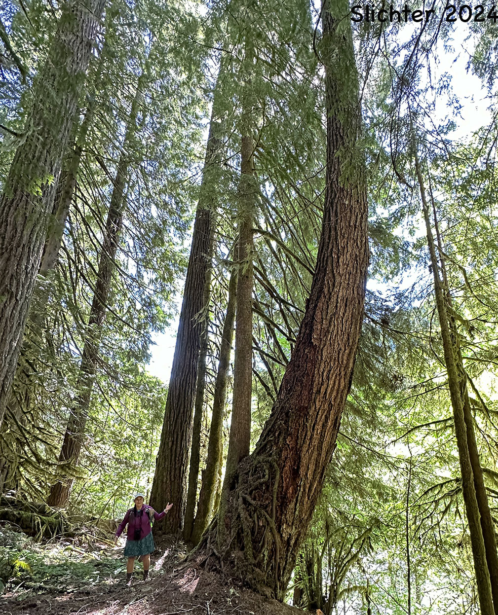 Coast Douglas Fir, Douglas Fir: Pseudotsuga menziesii var. menziesii (Synonyms: Abies mucronata, Abies taxifolia, Pinus taxifolia, Pseudotsuga douglasii, Pseudotsuga mucronata, Pseudotsuga taxifolia)