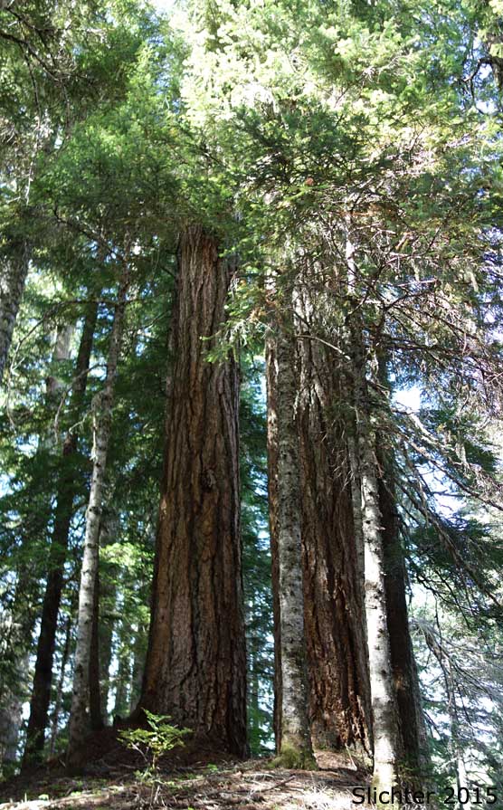 Coast Douglas Fir, Douglas Fir: Pseudotsuga menziesii var. menziesii (Synonyms: Abies mucronata, Abies taxifolia, Pinus taxifolia, Pseudotsuga douglasii, Pseudotsuga mucronata, Pseudotsuga taxifolia)