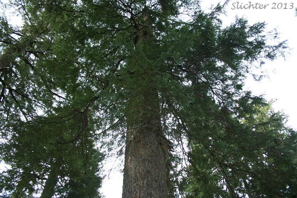 Western Hemlock, Pacific Hemlock, Lowland Hemlock: Tsuga heterophylla (Synonym: Abies heterophylla)