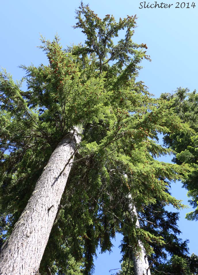 Western Hemlock, Pacific Hemlock, Lowland Hemlock: Tsuga heterophylla (Synonym: Abies heterophylla)