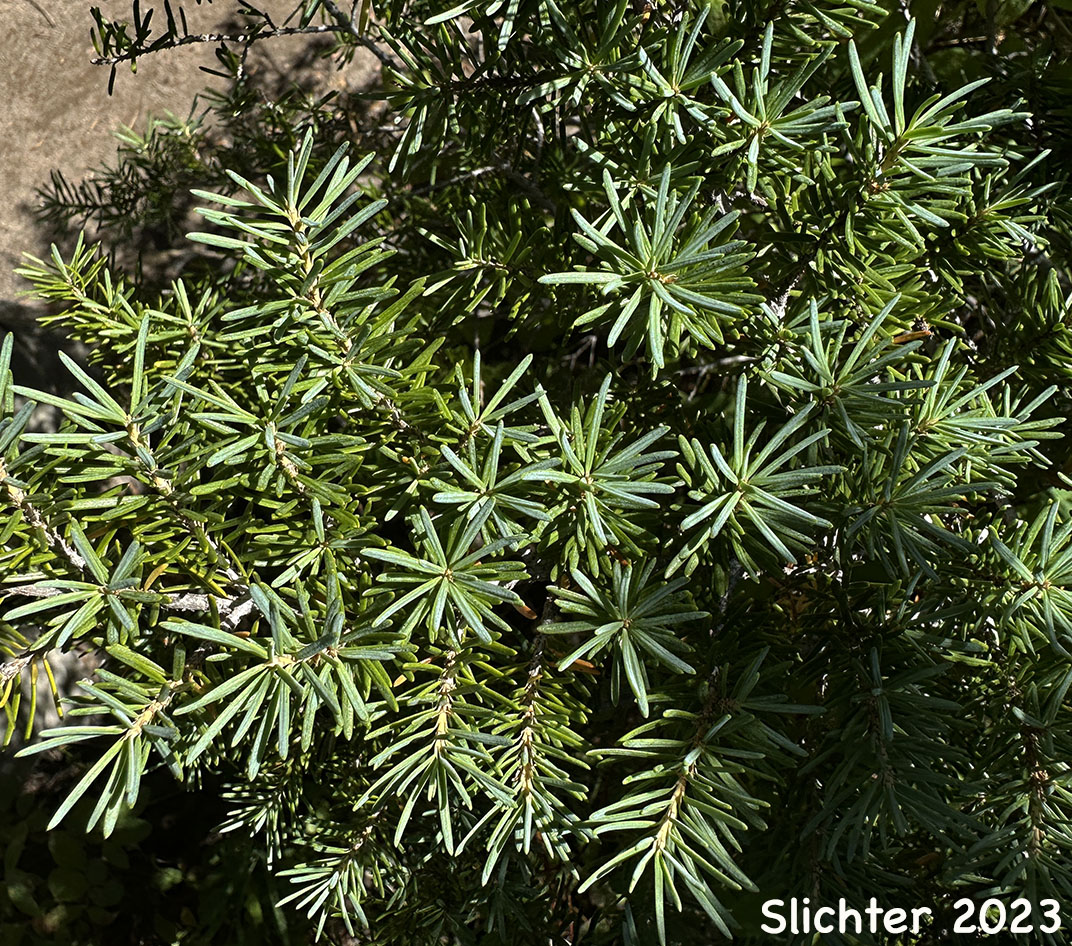 Needle pattern atop a branch of Black Hemlock, Mountain Hemlock: Tsuga mertensiana (Synonyms: Abies hookeriana, Abies mertensiana, Hesperopeuce mertensiana, Picea hookeriana, Tsuga crassifolia, Tsuga mertensiana ssp. mertensiana)