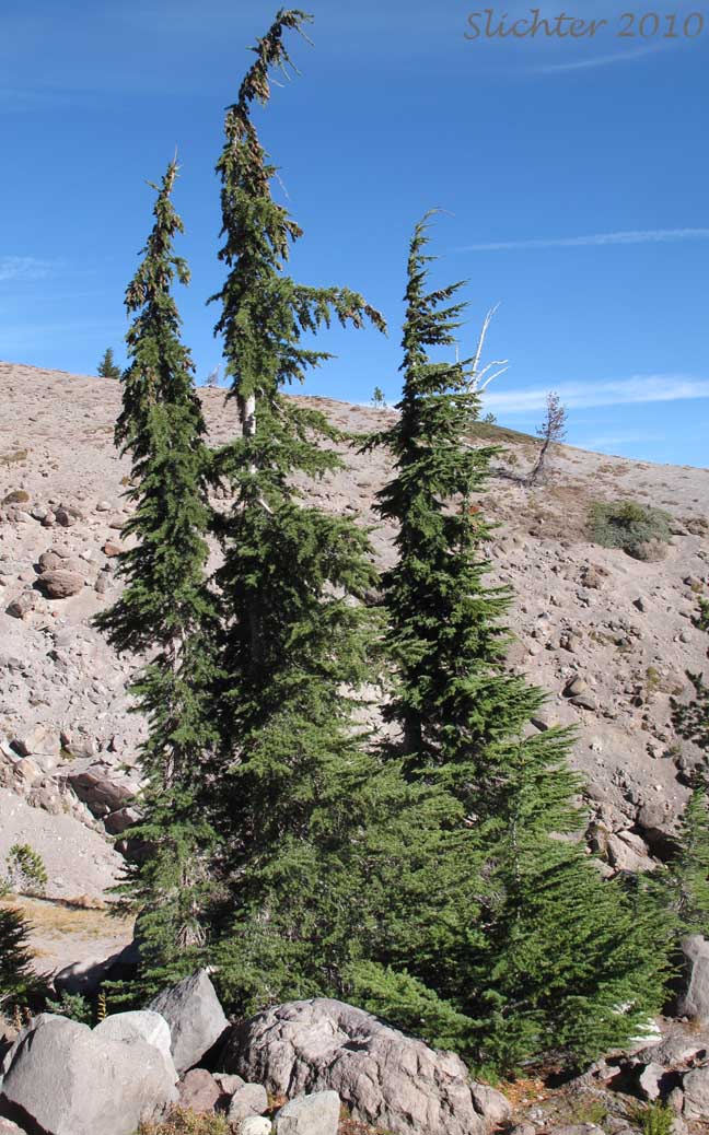 Black Hemlock, Mountain Hemlock: Tsuga mertensiana (Synonyms: Abies hookeriana, Abies mertensiana, Hesperopeuce mertensiana, Picea hookeriana, Tsuga crassifolia, Tsuga mertensiana ssp. mertensiana)