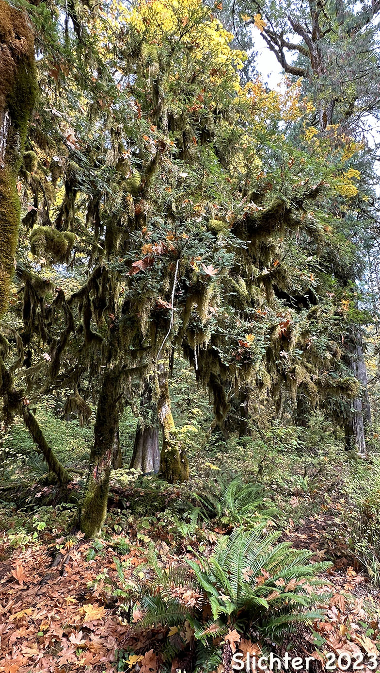 Pacific Yew, Western Yew: Taxus brevifolia (Synonyms: Taxus baccata ssp. brevifolia, Taxus baccata var. brevifolia, Taxus baccata var. canadensis, Taxus lindleyana, Taxux bourcieri)