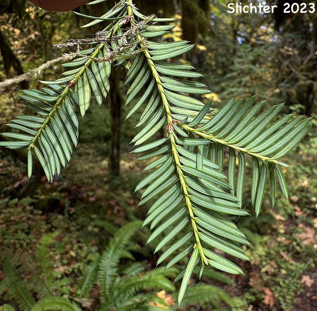 Underside of the needles of Pacific Yew, Western Yew: Taxus brevifolia (Synonyms: Taxus baccata ssp. brevifolia, Taxus baccata var. brevifolia, Taxus baccata var. canadensis, Taxus lindleyana, Taxux bourcieri)