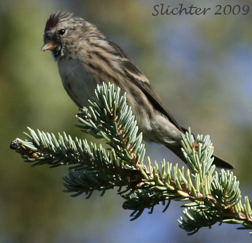 Common Redpoll: Carduelis flammea
