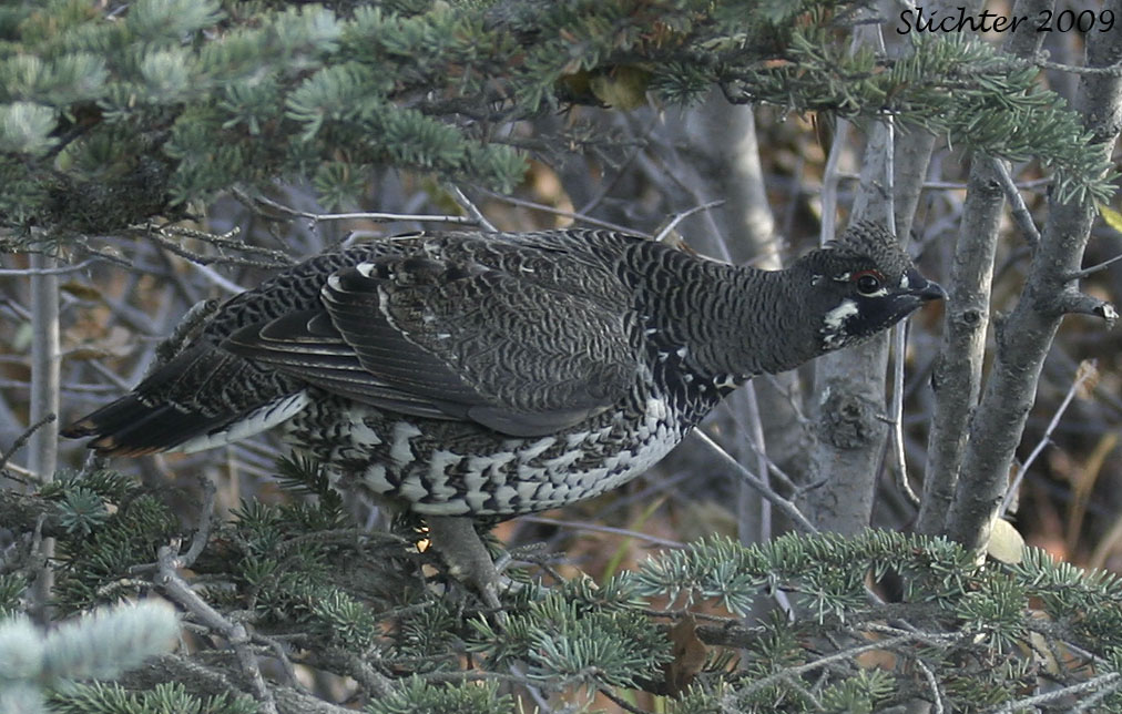 Spruce grouse: Falcipennis canadensis in a white spruce tree near the Wonder Lake Ranger Station, Denali National Park.............September