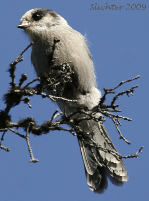 Gray Jay, Canada Jay, Camp Robber: Perisoreus canadensis