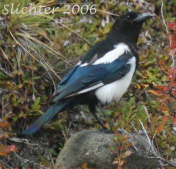 Black-billed Magpie: Pica hudsonia